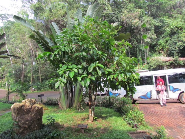 Morinda citrifolia MorindaCitrifoliaFullCostaRica.JPG