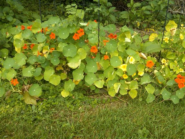 Picture of Tropaeolum spp  Nasturtium