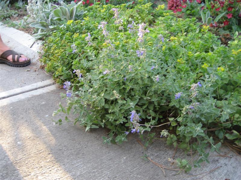 Nepeta x faassenii Nepeta_faasennii_far.JPG