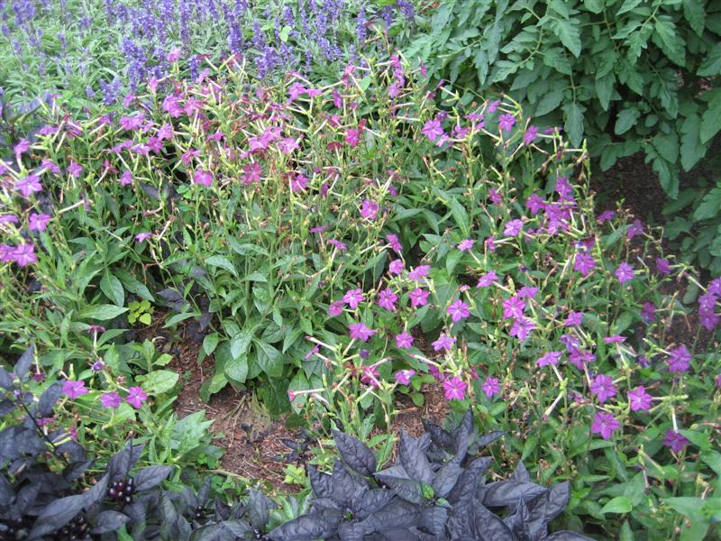 Nicotiana alata Nicotania_alata_plant.JPG