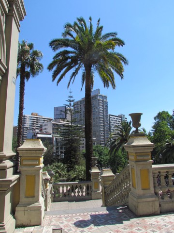 Phoenix canariensis PalmeraAbanicodeCanariaSantiagoFull2.JPG