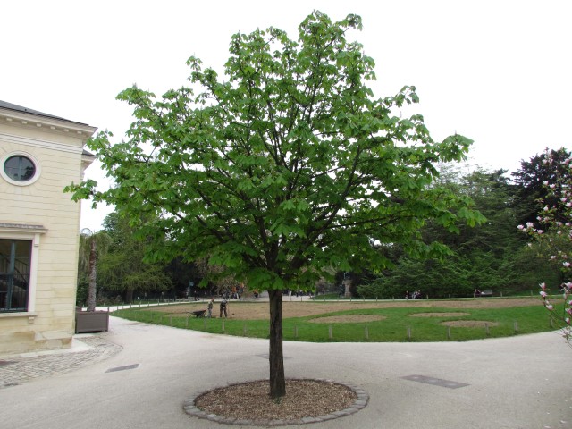 Aesculus hippocastanum ParisAesculusHipocastanum_2_2.JPG