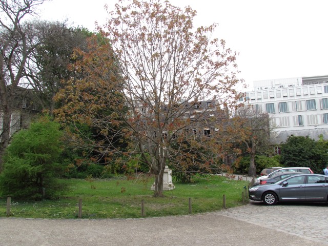 Aesculus wilsonii ParisAesculusWilsoniiFullPlant.JPG