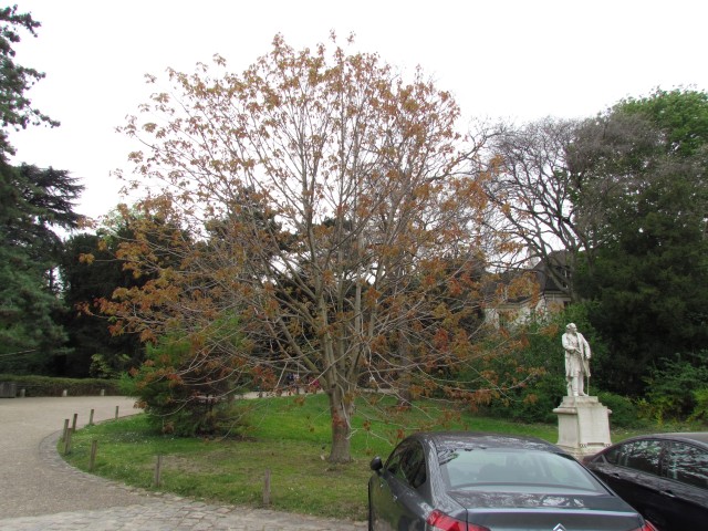 Aesculus wilsonii ParisAesculusWilsoniiFullPlant2.JPG