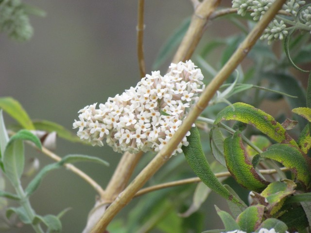 Buddleia salviifolia ParisBuddlejaSalviifoliaFlowerDetail.JPG