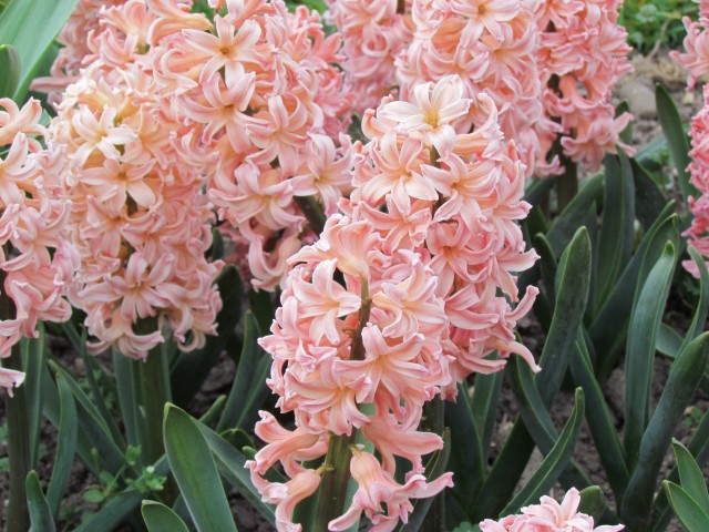 Hyacinthus orientalis ParisHyacinthusOrientalisGypsyQueenFlowerDetail.JPG