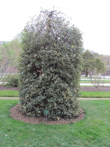 Ilex aquifolium ParisIlexAquifolium1.JPG