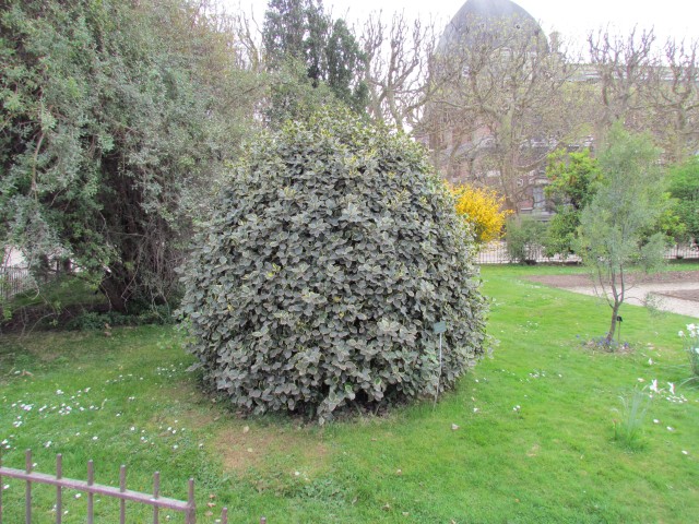 Ilex aquifolium ParisIlexAquifoliumAurea.JPG