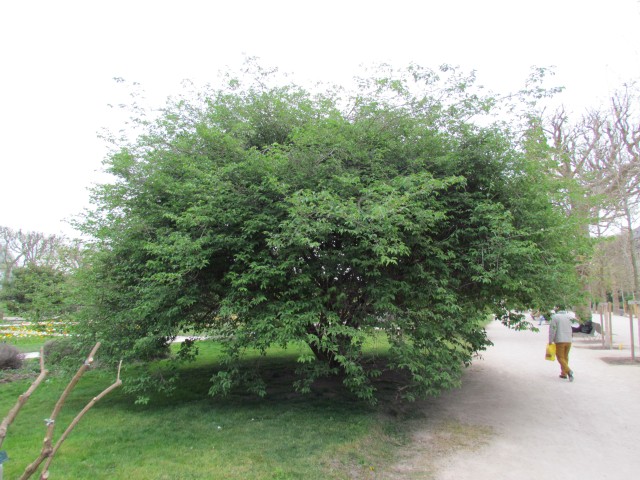 Lonicera maackii ParisLoniceraMaackii.JPG