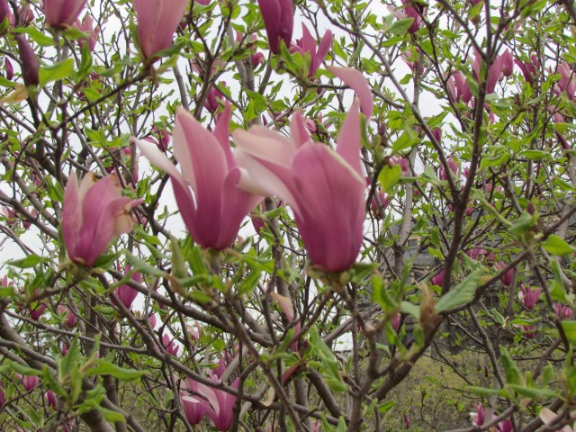 Magnolia liliiflora ParisMagnoliaLilifloraNigraInBloom.JPG