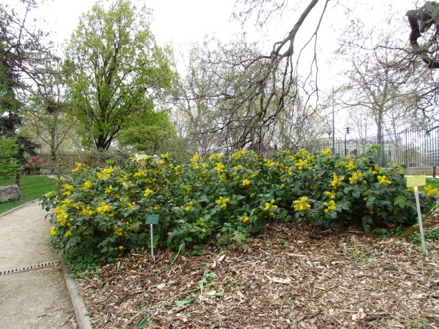Mahonia repens ParisMahoniaRepens3.JPG