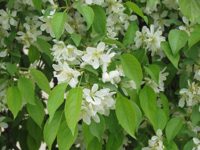 Malus baccata ParisMalusBaccataFlower.JPG