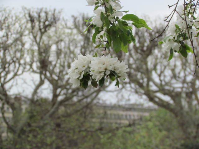 Malus sieboldii ParisMaulsToringoFlowerCluster.JPG