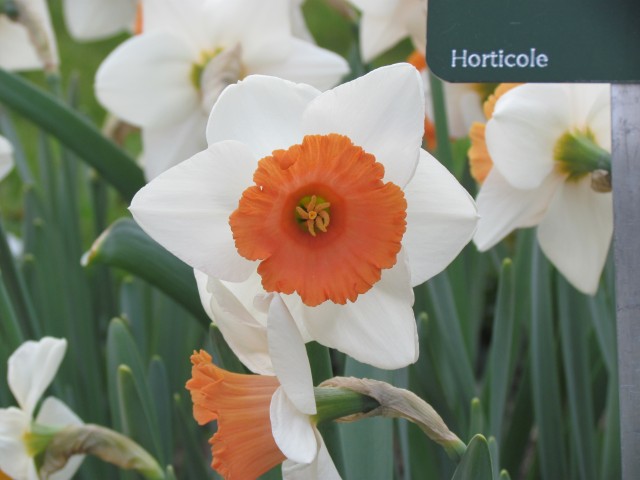 Narcissus spp ParisNarcissusChromacolorFlowerDetail.JPG