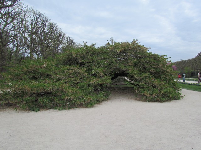 Prunus sato-zakura ParisPrunusShirotacOutside.JPG
