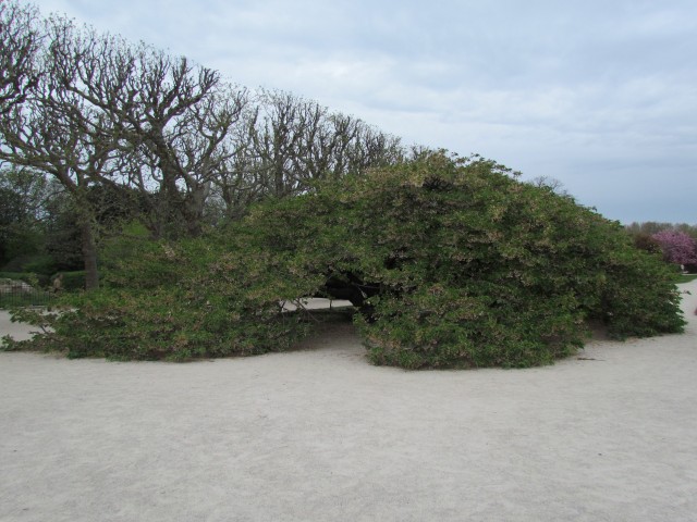 Prunus sato-zakura ParisPrunusShirotacOutside2.JPG