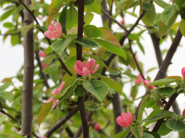 Pseudocydonia sinensis ParisPseudocydoniaCinensisFlower.JPG