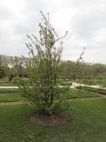 Pseudocydonia sinensis ParisPseudocydoniaCinensisPlant2.JPG