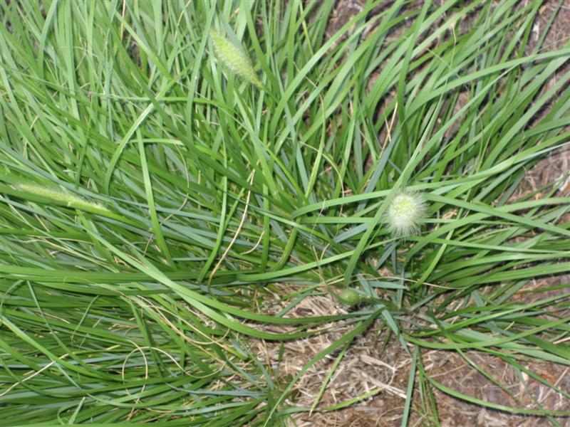 Pennisetum alopecuroides Pennisetum_alopecuroides_flower_ep.JPG