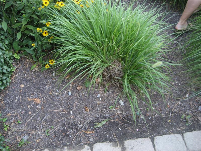 Pennisetum alopecuroides Pennisetum_alopecuroides_plant_ep.JPG