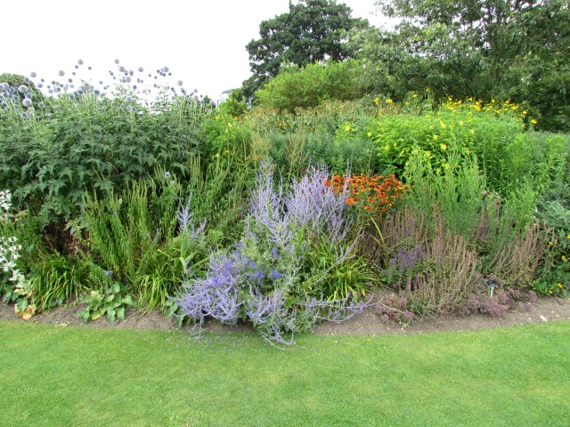 Perovskia atriplicifolia PerovskiaAtriplicifoliaFullCUBG2.JPG