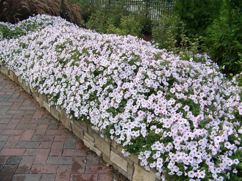 Picture of Petunia  hybrid 'Supertunia� Vista Silverberry' Supertunia� Vista Silverberry Petunia