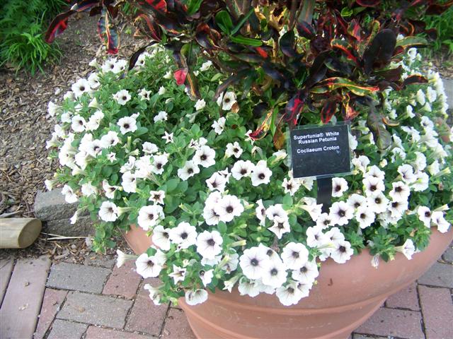 Picture of Petunia  Supertunia� White Russian 