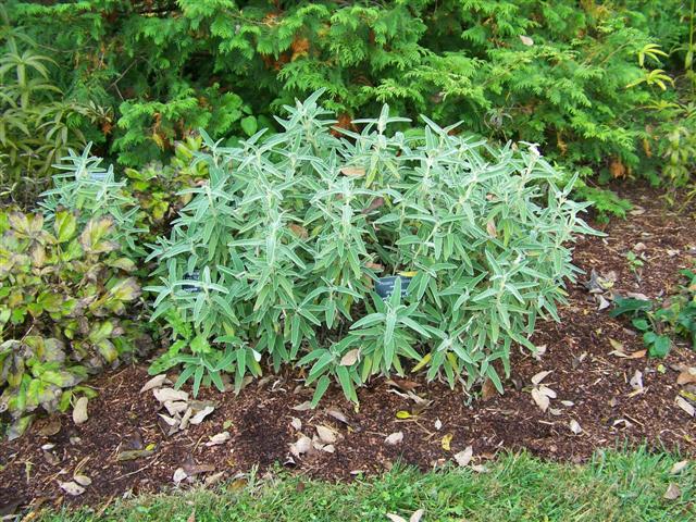 Picture of Phlomis fruticosa  Jerusalem Sage