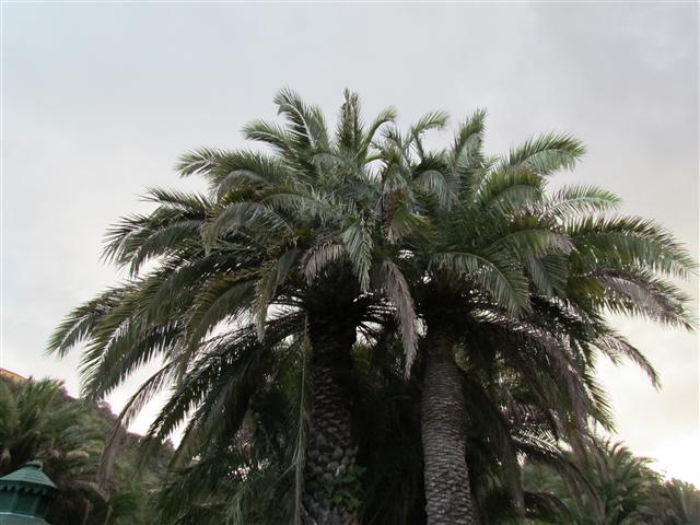 Phoenix canariensis PhoenixCanariensisTop.JPG