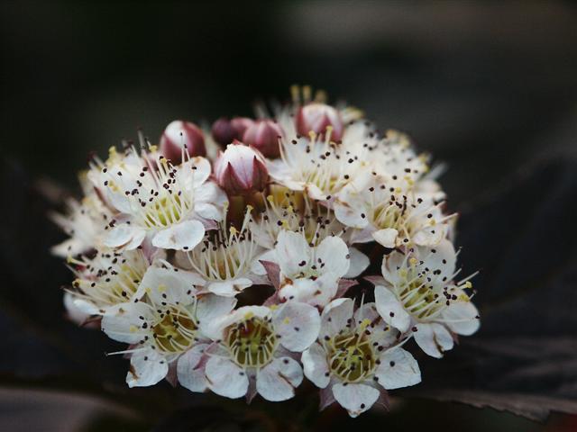 Picture of Physocarpus opulifolius 'Diablo'� Diablo Ninebark