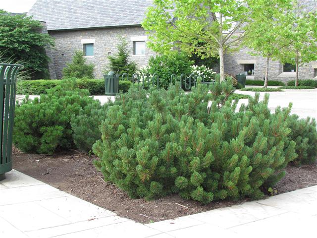 Pinus mugo PinusMugoPlant.JPG