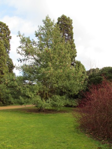 Pinus wallichiana PinusWallichianaHimalayanPine2.JPG