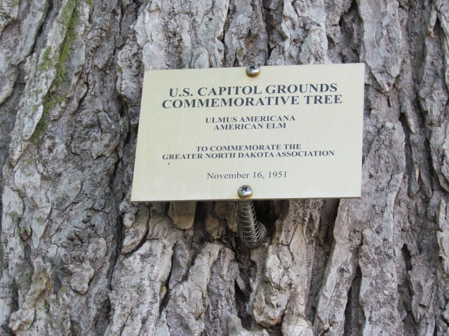 Ulmus americana PlantLegacyUlmusAmericanaGreaterNorthernDakotaAssociationSign.JPG