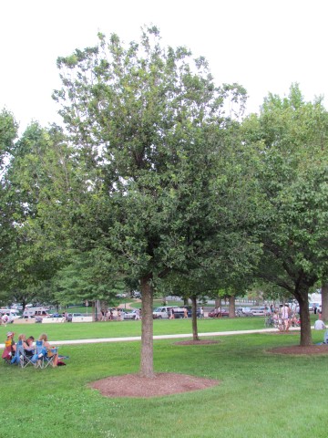 Ulmus americana PlantLegacyUlmusHybridSentatePageSchool.JPG