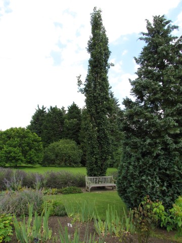 Populus tremula PopulustremulaErectaCUBGFull2.JPG