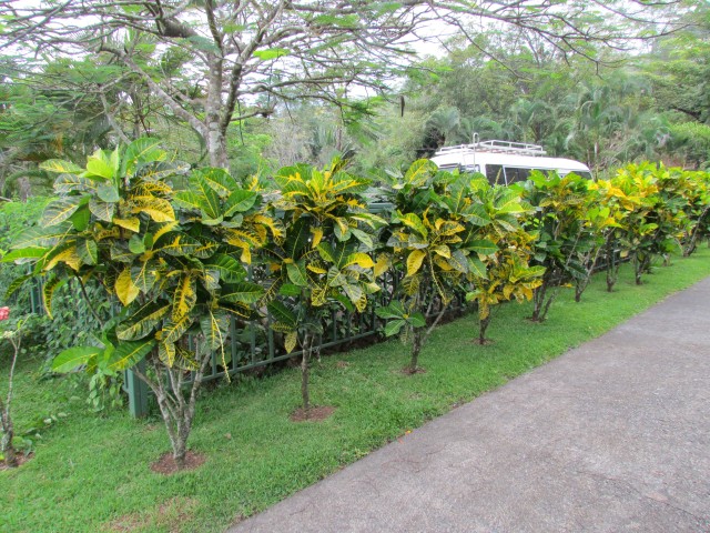 Codiaeum variegatum PuraVidaCroton2.JPG