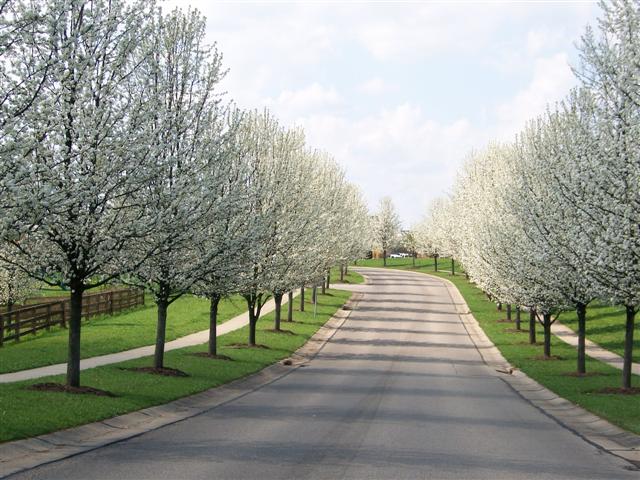 Picture of Pyrus calleryana 'Aristocrat' Aristocrat Callery Pear