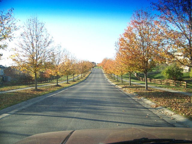 Picture of Pyrus calleryana 'Aristocrat' Aristocrat Callery Pear