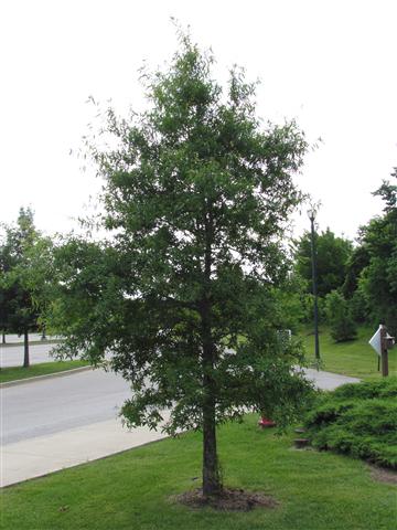 Quercus phellos QuercusPhyllos3.JPG