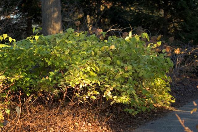 Picture of Rhodotypos scandens  Black Jetbead