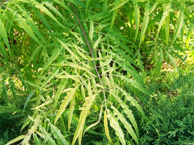 Picture of Rhus typhina 'Bailtiger' Tiger Eyes� Tiger Eyes Sumac