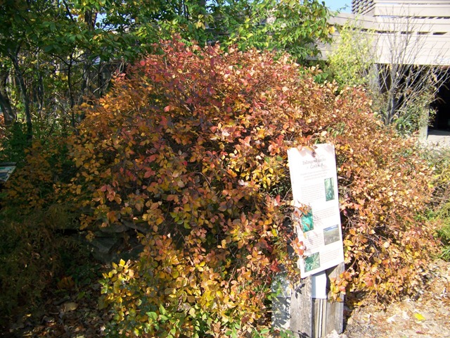 Picture of Rhus aromatica 'Green Globe' Green Globe Fragrant Sumac