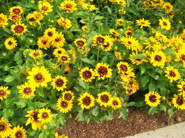 Picture of Rudbeckia hirta Denver Daisy� Denver Daisy Blackeyed Susan
