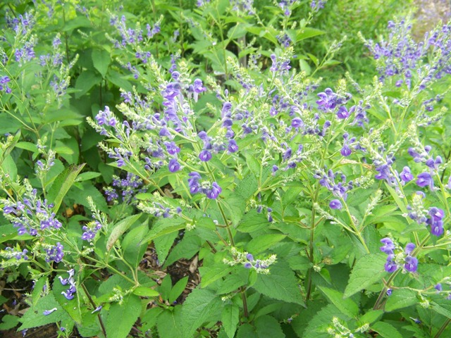 Scutellaria incana Scutellariaincanaflower.JPG