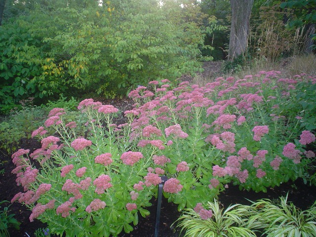 Picture of Sedum x 'Autumn Fire' Autumn Fire Stonecrop
