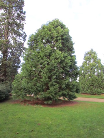 Sequoiadendron giganteum SequoiadendronGiganteum1_Full2.JPG