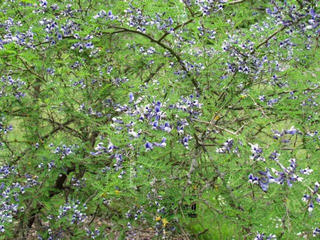 Sophora davidii SophoraDavidiiFlowerKew.JPG