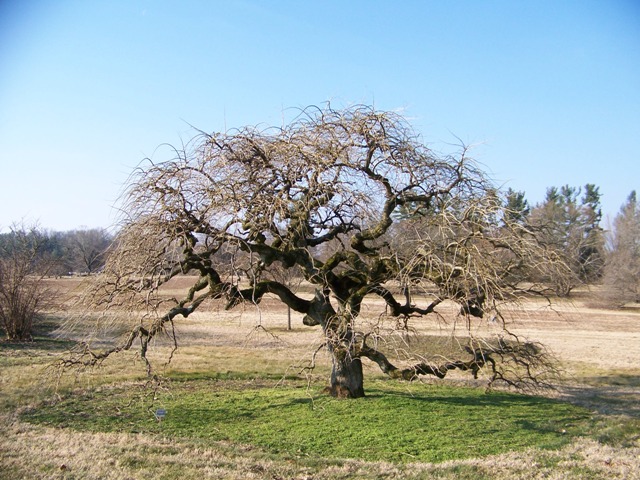 Sophora japonica SophorajaponicaPendula.JPG