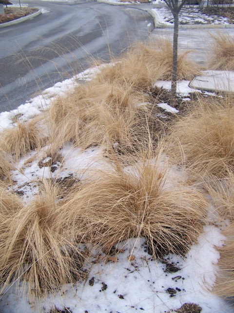 Picture of Sporobolus heterolepis  Prairie Dropseed