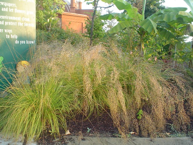Picture of Sporobolus heterolepis Prairie Dropseed